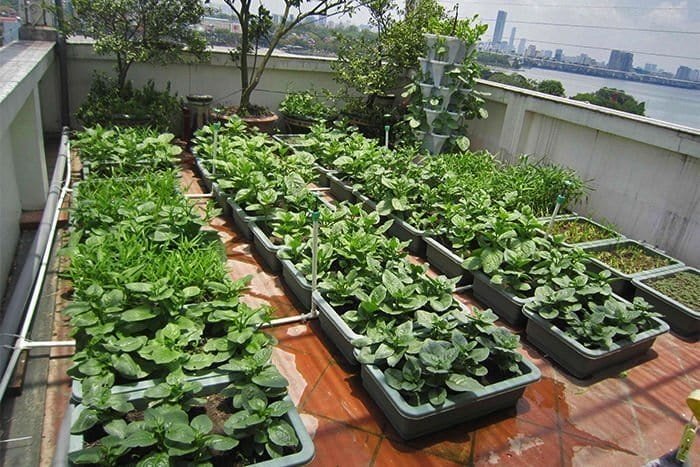 Vườn rau tươi xanh trên sân thượng